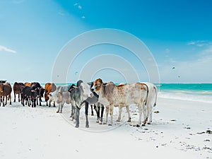 A herd of local cows on a beach in Jambiani photo