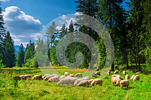 herd of long-haired sheep on a green meadow