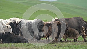 Herd of Long-Haired Yak Flock in Asian Meadow