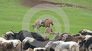 Herd of Long-Haired Yak Flock in Asian Meadow