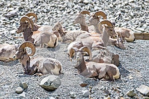 Herd of Male Bighorn Sheep on a mountainside