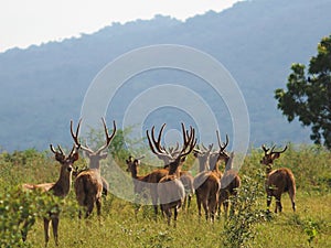 Herd of male deer at the savana at the day