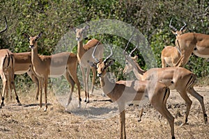 A herd of male and female Impalas in Mikumi National Park, Tanzania, East Africa