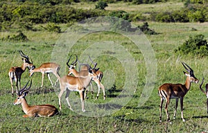 Herd of males black-faced impala antelopes (Aepyceros melampus)