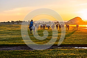 The herd and manada sunrise