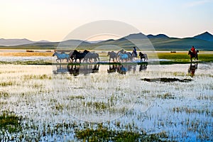 The herd and manada in water photo