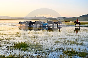 The herd and manada in water sunrise photo