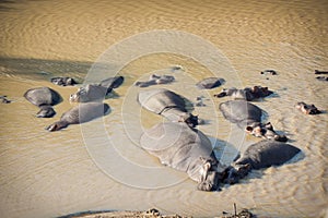 Herd of many hippos bathing and sleeping