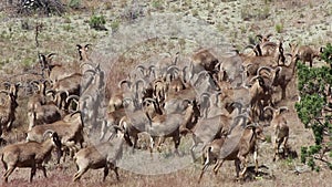 Herd of Many Wild Goats In Wild