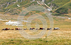 herd of many wild horses galloping including foals and mares