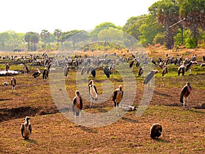 Herd of marabou in savannah