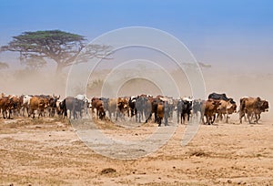 Herd of Masai cows on Kenya savannah