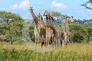 A herd of Masai Giraffe in the Serengeti National Park