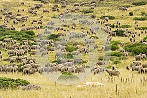 A herd of Merina sheep