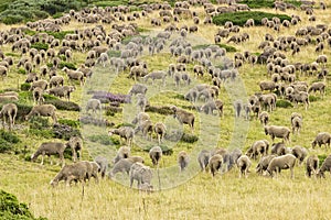 A herd of Merina sheep