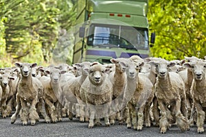 Herd of Merino sheep in New Zealand