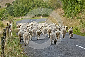 Herd of Merino sheep in New Zealand