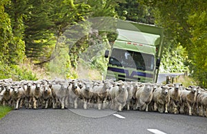 Herd of Merino sheep in New Zealand