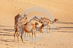 Herd of Middle Eastern camels walking in the desert in United Arab Emirates. Abu Dhabi as popular travel destination.