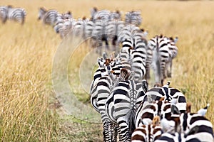 Herd of Migrating Zebra in Africa