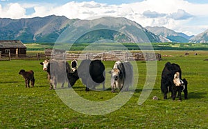 Herd of mongolian yaks with calves on the mountainous horizon ba