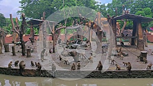 A herd of monkeys at the zoo