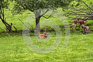 Herd of mother elk with spotted newborn fawns and calves in brush field