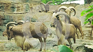 Herd of mountain goat at zoo