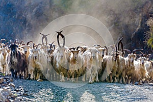 Herd of mountain goats