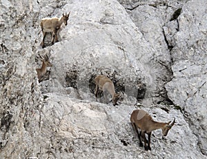 Herd of mountain goats - Alpine Ibex