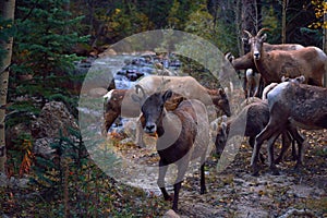 Herd of Mountain Goats by a River