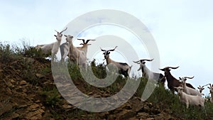 A herd of mountain goats stands on top of a cliff and looks into the distance hiding. The wind stirs the plants