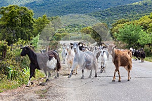 Herd of mountain goats walking on road