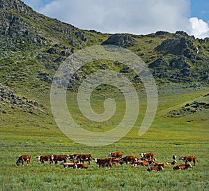 A herd on a mountain pasture