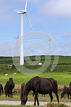 Herd of mountain ponies called `asturcones` with wind turbines in the background grazing in a summer meadow.