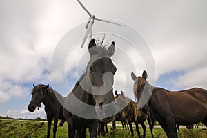 Herd of mountain ponies called `asturcones` in a windmill park looking at the camera.