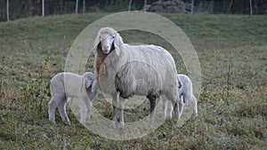 Herd of mountain sheep Ovis aries on mountain trail