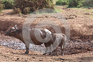 A herd of muddy Cape buffalo