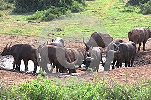 A herd of muddy Cape buffalo