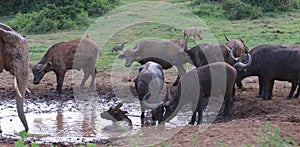 A herd of muddy Cape buffalo