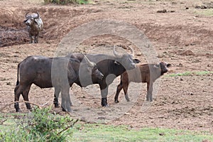 A herd of muddy Cape buffalo