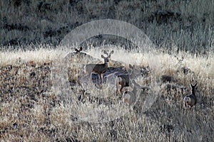 A Herd of Mule Deer Does