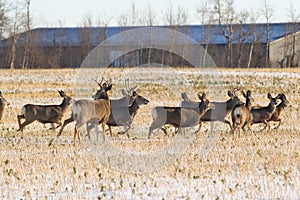 Herd of mule deer running in the agricultural field in winter