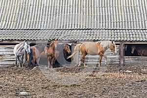 Herd of multi-colored horses leaving old stable in open air. Summer walk in pasture.