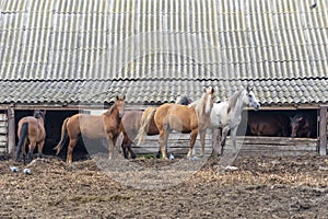 Herd of multi-colored horses leaving old stable in open air. Summer walk in pasture.