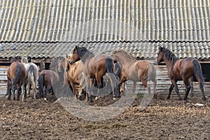 Herd of multi-colored horses run from pasture to old stable. Summer outdoor walk is over.