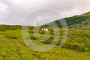 A herd of multicolored cows graze on a green meadow a sunny summer day with large white clouds on the horizon in the middle of th