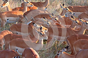 Herd of multiple female Impala (Aepyceros melampus) in the grasslands of Serengeti National Park. Tanzania