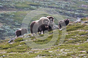 Herd of muskox