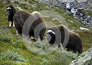 Herd of muskoxen